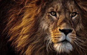 lion, predator, dangerous